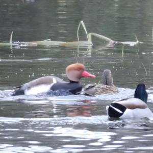 Red-crested Pochard