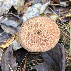 Suillus collinitus 