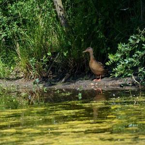 Stockente