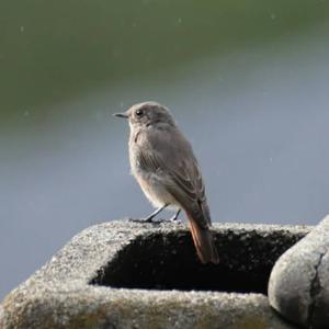 Black Redstart