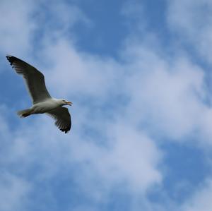 Yellow-legged Gull