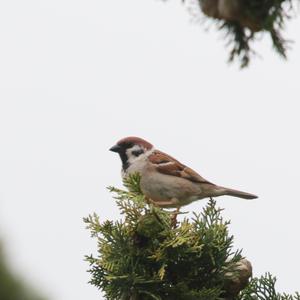 Eurasian Tree Sparrow