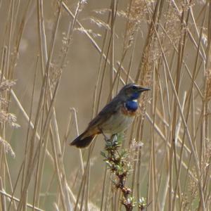 Bluethroat