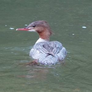 Common Merganser