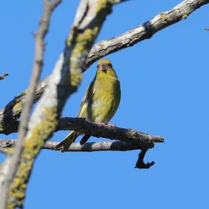 European Greenfinch