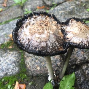 Shaggy Mane