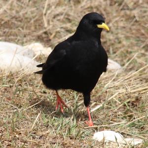 Yellow-billed Chough