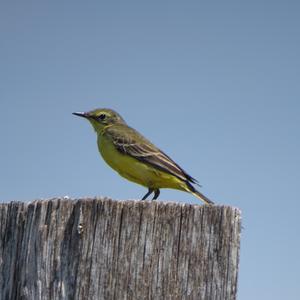 Yellow Wagtail