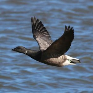 Brent Goose