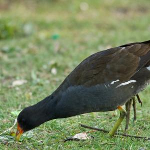 Common Moorhen