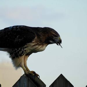 Rotschwanzbussard