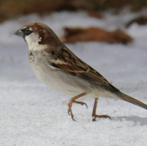 House Sparrow