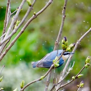 Wood Nuthatch