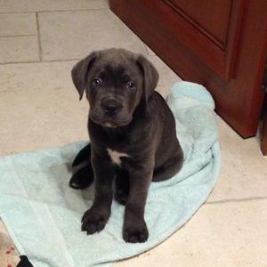 Cane Corso