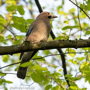 Eurasian Jay