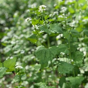 Garlic Mustard