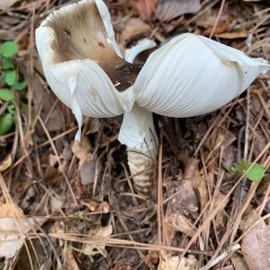 Agaricus impudicus