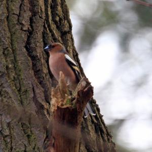 Eurasian Chaffinch