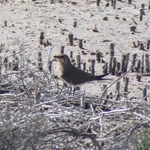 Collared Pratincole