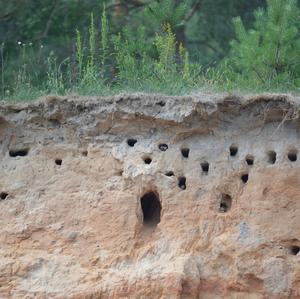 Sand Martin