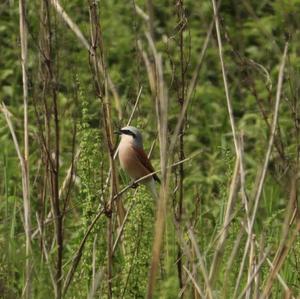 Red-backed Shrike