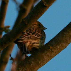 Yellowhammer