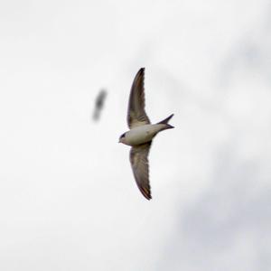 Northern House-martin