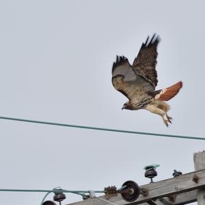 Rotschwanzbussard