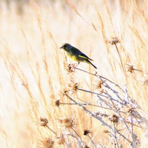 European Greenfinch