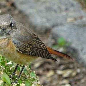 Common Redstart