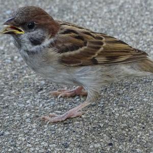 Eurasian Tree Sparrow