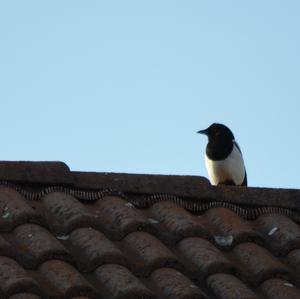 Black-billed Magpie