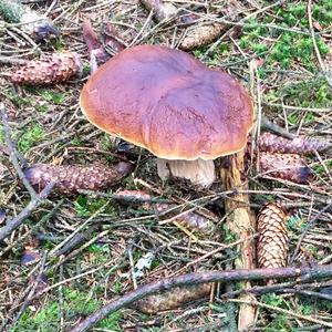 King Bolete