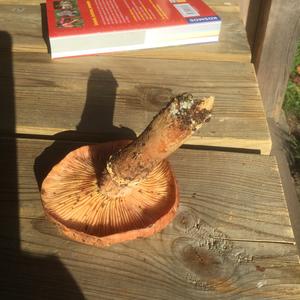 Unknown Species