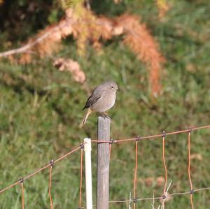 Black Redstart