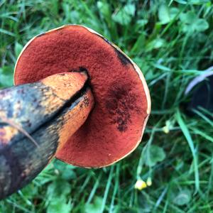 Bay Bolete