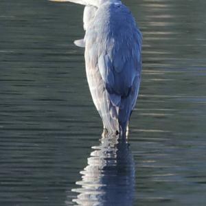 Grey Heron