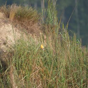 Island Canary