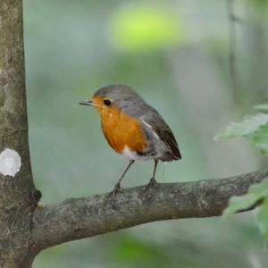 European Robin