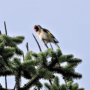 European Goldfinch