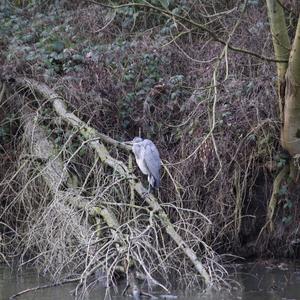 Grey Heron