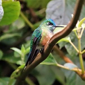 Long-tailed Sylph