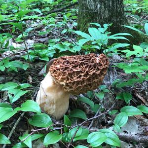 Yellow Morel