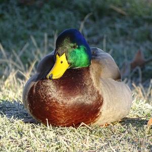 Mallard