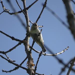 Common Chiffchaff