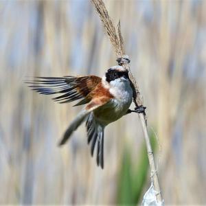 Eurasian Penduline-tit