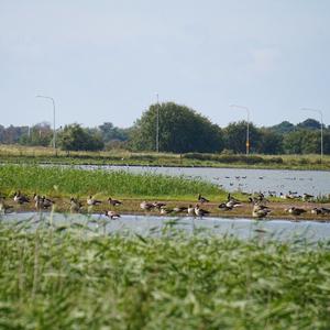 Canada Goose