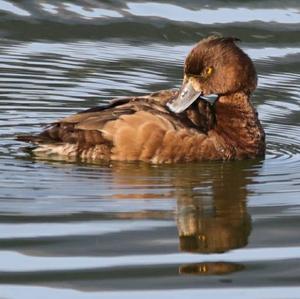 Tufted Duck