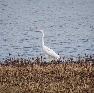 Great Egret