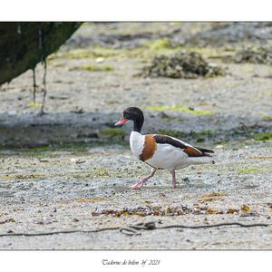 Common Shelduck